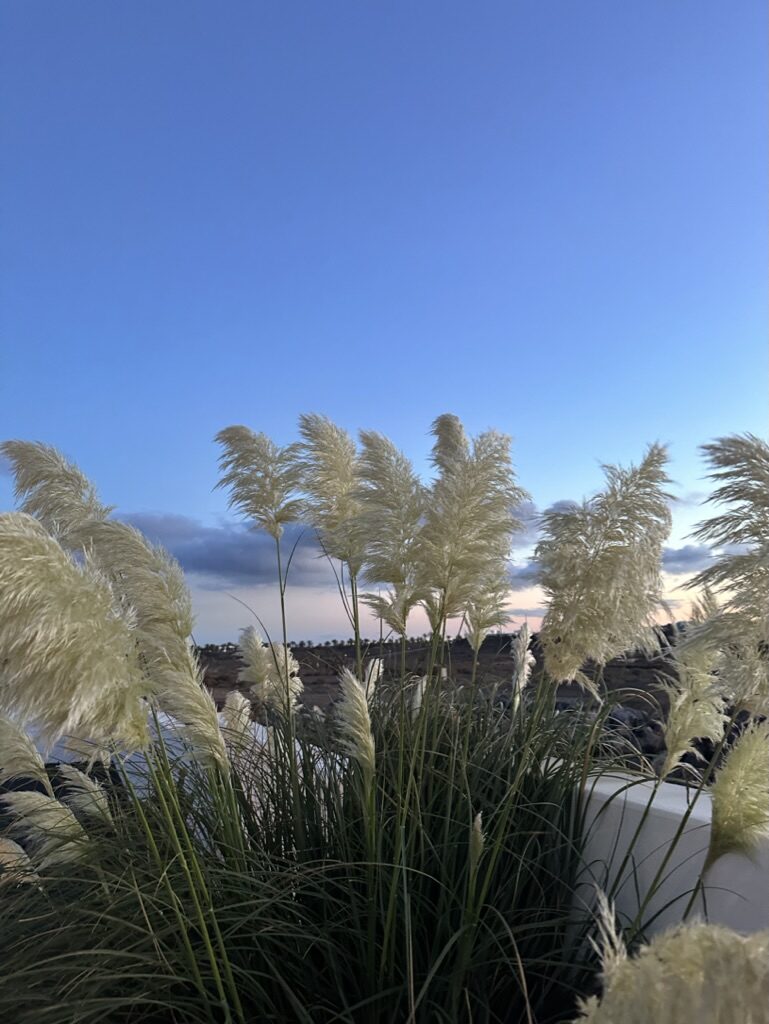 Plantas tropicales sobre lava al amanecer en Lanzarote