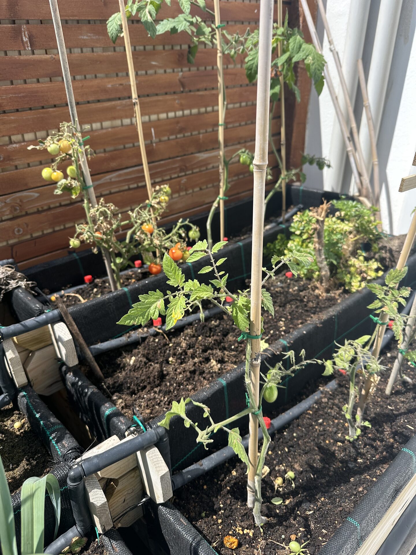 Potager avec tomates à Tinaguache I